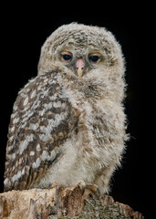 Young owl sitting on a tree