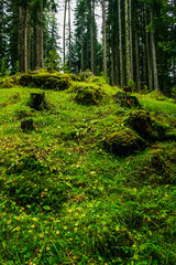 footpath in the woods