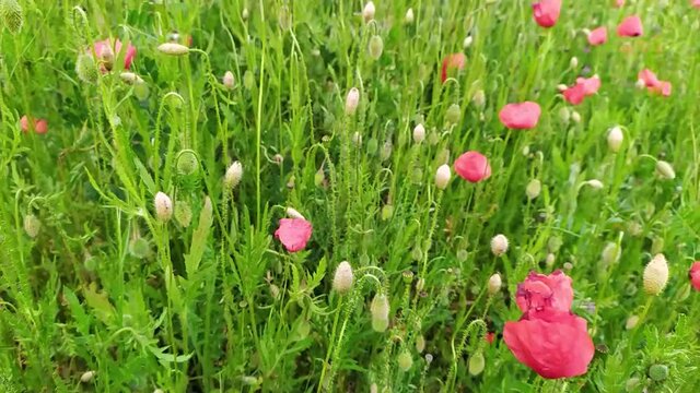Colorful poppy flower field with many red flowers in full blow and blooming as close-up view with slow motion and red petals for decorative spring and summer feeling as colorful meadow of flowers