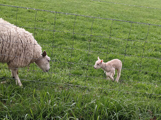Fototapeta premium Baby lamb with mother behind steel fence