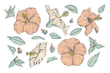 Line art pastel pink vintage hibiscus flowers and leaves set with gray outline isolated on white background. Stock vector illustration.