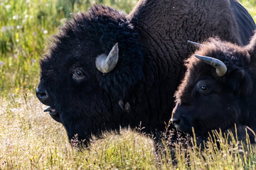 American Bison in the field of Yellowstone National Park, Wyoming
