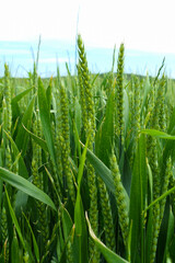 Close-up, selective focus on strands of green wheat in a field. Background blurred voluntarily.