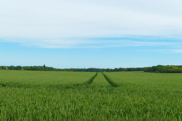 Perspective view of a green wheat field. Blue sky with some white clouds. 