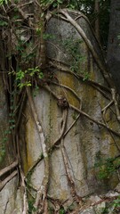 Tree root on stone in the forest, nature abstract background.