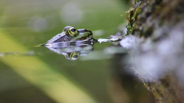 Shy big green frog blinks to clean its eyes in garden pond shows frog eyes in garden biotope in macro view and idyllic habitat for amphibians mating in spring waiting for insects animal of prey