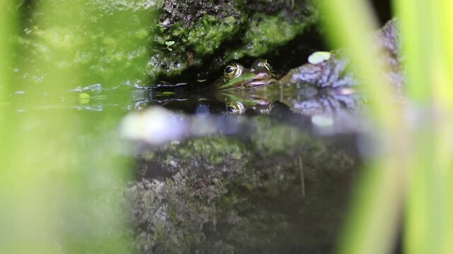 Shy big green frog hides in garden pond shows frog eyes in garden biotope in macro view and idyllic habitat for amphibians mating in spring waiting for insects animal of prey