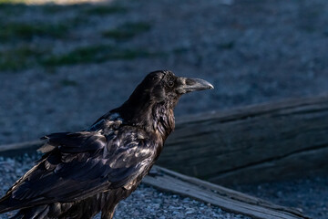 An American Crow in Yellowstone National Park, Wyoming