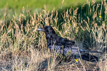 An American Crow in Yellowstone National Park, Wyoming