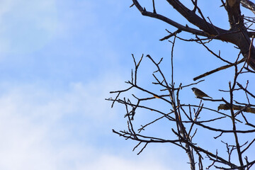On the right side, a bird sits on bare branches without leaves. On the left side there is an empty space to insert text