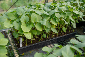Okra seedlings in greenhouse starter trays with potting soil.