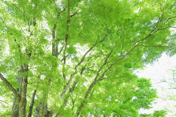 新緑のカエデの木