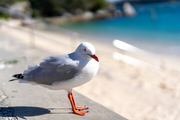 closeup of seagull at the beach