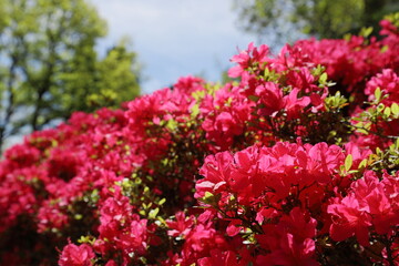 満開の赤いツツジ
