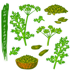 Cumin sketch elements, fresh and dry spice or culinary seasoning. Hand drawn icons of organic natural plant, branch with blossom and seeds. Aromatic cooking ingredient, vegetarian product.