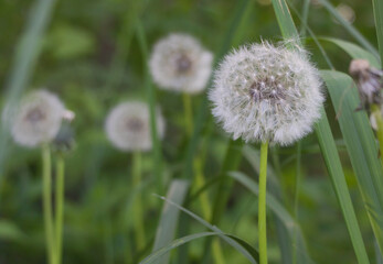 Dandelionseeds close up - Green grass background. Selective focus
