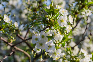 Branch of flowering cherry tree on a blurred background
