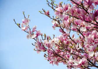 Blooming magnolia in spring flowers on a tree against a bright blue sky