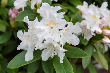 Obraz na płótnie Canvas Inflorescence of the rhododendron with white flowers