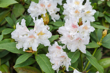 Inflorescence of the rhododendron with white flowers