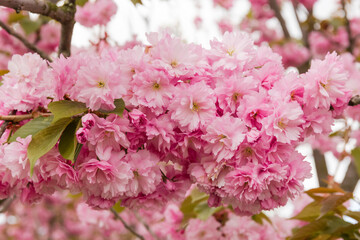 Branch of flowering cherry blossom against of other branches