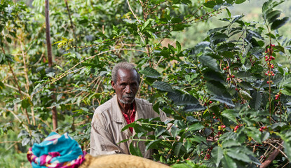 african farmer is gathering arabica beans from trees at coffee plantation in mountains