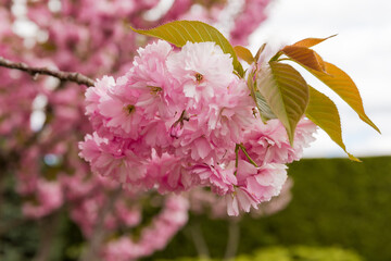 Branch of flowering cherry blossom against of other branches