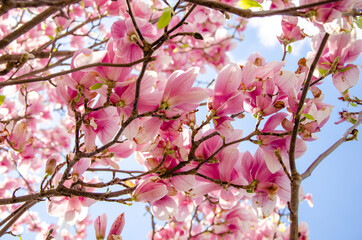 Blooming magnolia in spring flowers on a tree against a bright blue sky