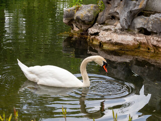 floating swan on the water