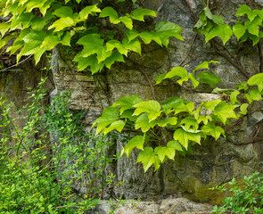 climbing plants on a white wall