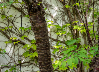 Fototapeta premium climbing plants on a white wall