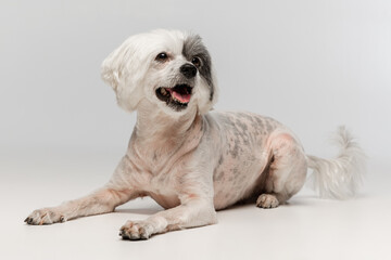 Portrait of cute little Chinese Crested Dog isolated on white studio background. Concept of beauty, domestic animal, care.