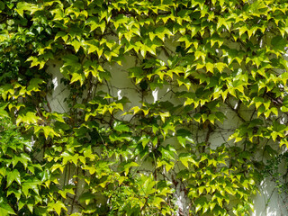 Fototapeta na wymiar climbing plants on a white wall