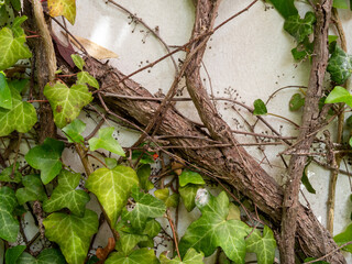 climbing plants on a white wall