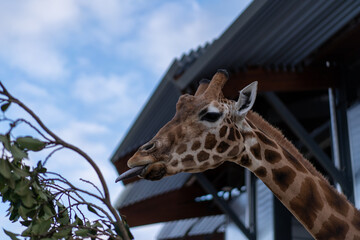 Giraffe being feed at zoo