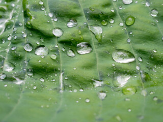 water droplets on the leaves