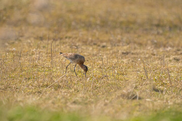 Male Black-tailed Godwit standing on reeds. Looking for food while walking, green grass in foreground, golden colors