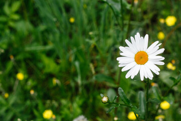 White chamomile flower close up. Place for text