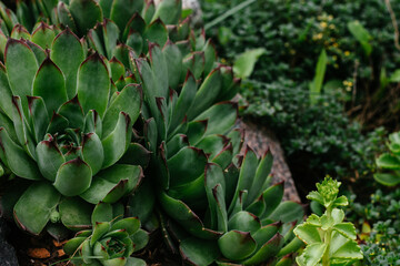 Green echeveria on a flower bed close-up. Stone rose