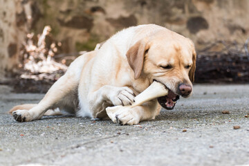 Obraz premium Perro se entretiene comiendo un hueso