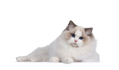 Young handsome bicolor Ragdoll cat, laying down side ways beside green felt basket. Looking towards camera with deep blue eyes. Isolated on a white background.