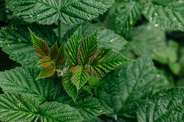 Green raspberry leaves close up. Background