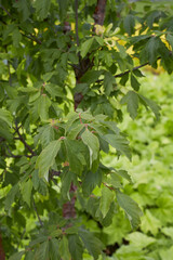 Obraz premium Acer griseum