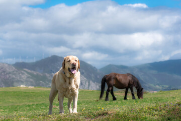 Un perro labrador disfrutando de la libertad de la montaña 