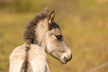 Head of a konik horse foal, seen from behind. The young animal in the golden reed © Dasya - Dasya