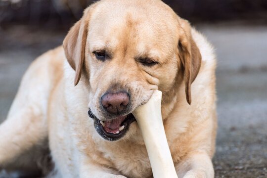 Retrato de un perro con un hueso en la boca 