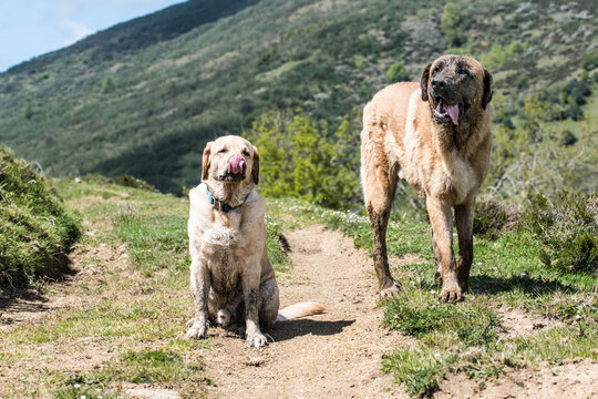 Un perro Mastín y un Labrador disfrutando de la montaña 