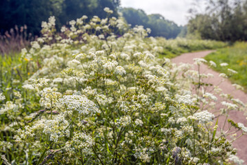 Wild carrot plants in full bloom along a narrow path through a Dutch nature reserve. The white flowers are still covered with small dew drops. It is springtime now.