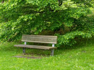bench against the background of trees