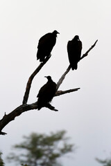 Silhouette of wild vultures on a tree trunk in Botswana, Africa